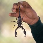 man holding scorpion