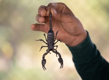 man holding scorpion