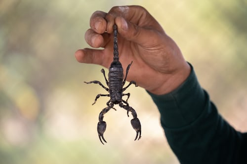 man holding scorpion