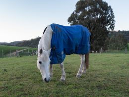 A Comprehensive Guide to Fly Rugs and Sheets