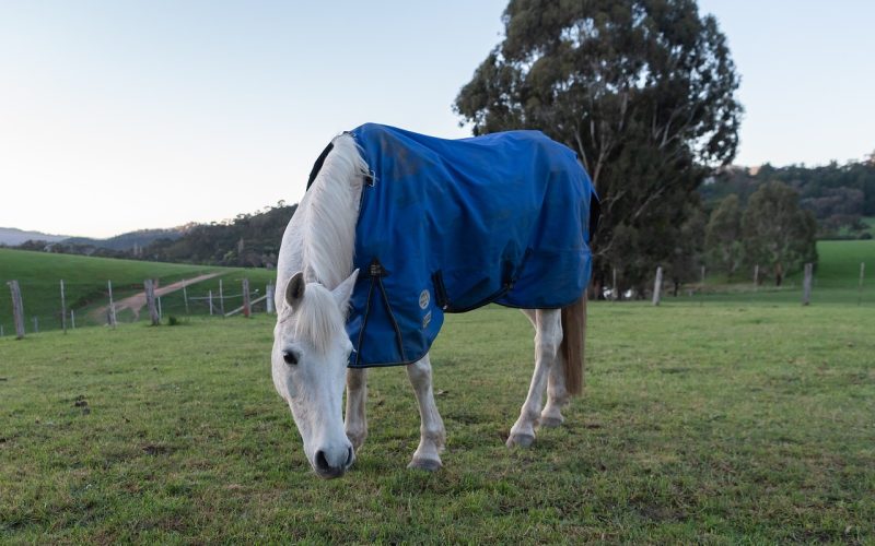 A Comprehensive Guide to Fly Rugs and Sheets
