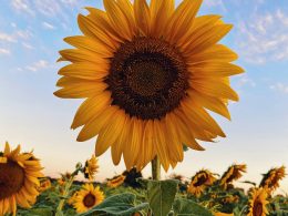 How To Incorporate Sunflower Oil Into Our Skincare Routines