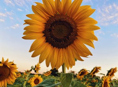 How To Incorporate Sunflower Oil Into Our Skincare Routines