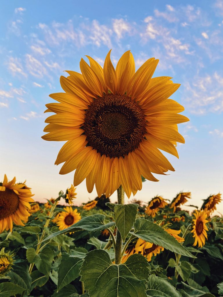 How To Incorporate Sunflower Oil Into Our Skincare Routines