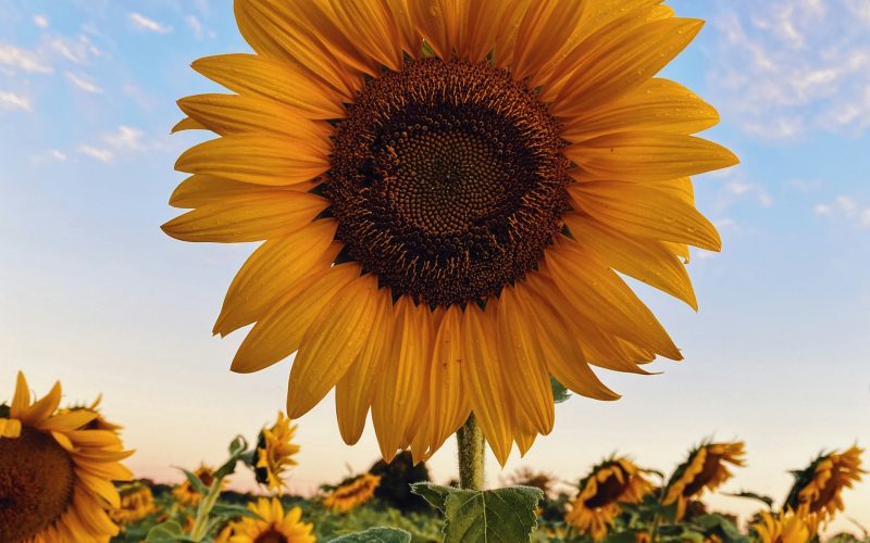 How To Incorporate Sunflower Oil Into Our Skincare Routines