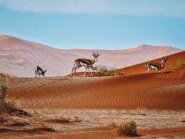 SecretNamibia Joins Responsible Travel Movement by Becoming ‘Friend of TOSCO’