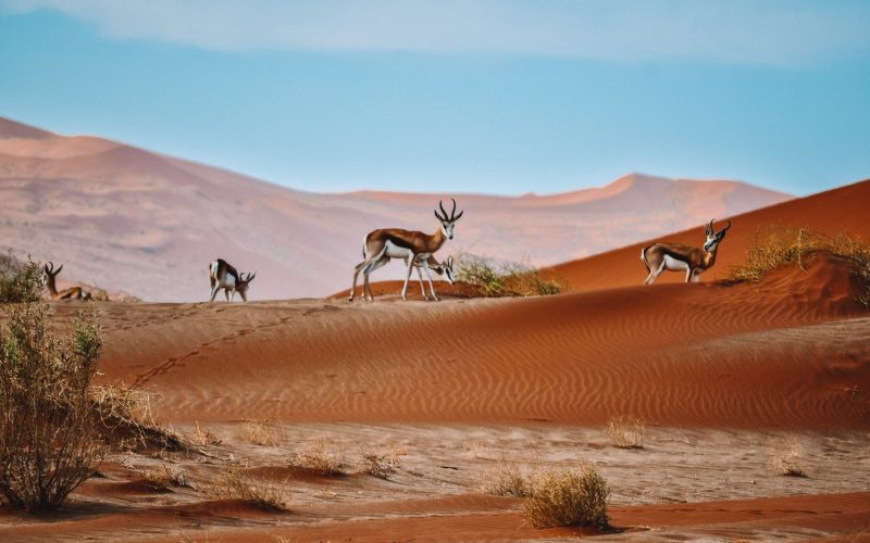 SecretNamibia Joins Responsible Travel Movement by Becoming ‘Friend of TOSCO’