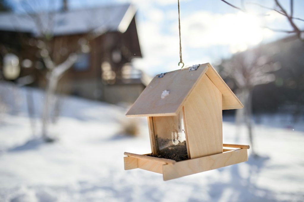 Winter Bird Food: Essential Nutrition for Wild Birds in the Cold Months