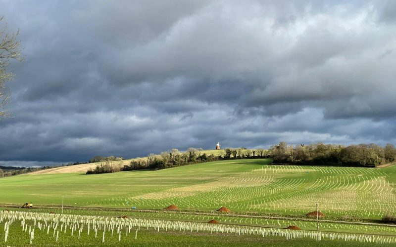 330-Acre Biodiversity Project Launches to Restore Historic Sussex Farmland