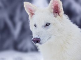 Colossal Foundation Launches Species Reintroduction Fund to Combat Global Extinction Crisis After Historic Dire Wolf Revival