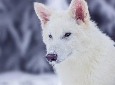 Colossal Foundation Launches Species Reintroduction Fund to Combat Global Extinction Crisis After Historic Dire Wolf Revival