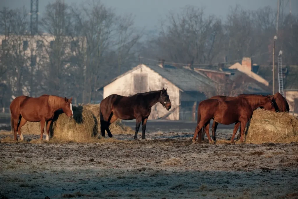 horse livery costs crisis