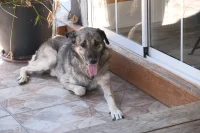 pet-friendly rental searches