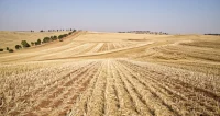 drought food price rise