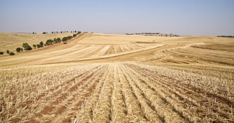 drought food price rise