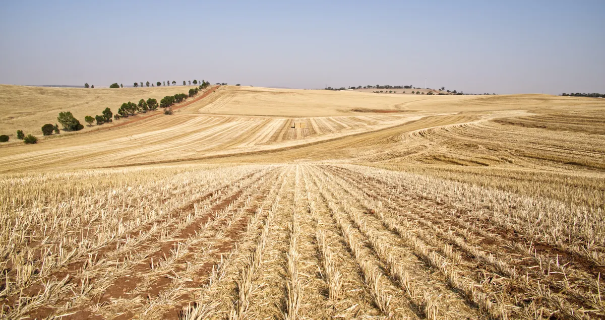 drought food price rise