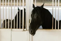 horses surrendered to Blue Cross
