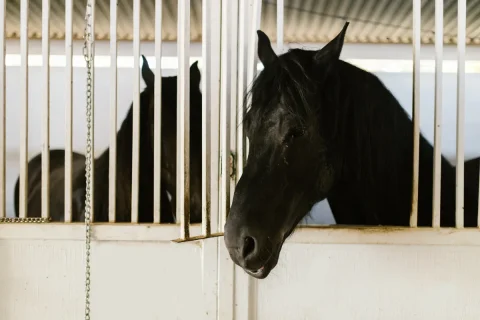 horses surrendered to Blue Cross
