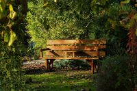 Wooden garden bench in a green, tree-lined garden